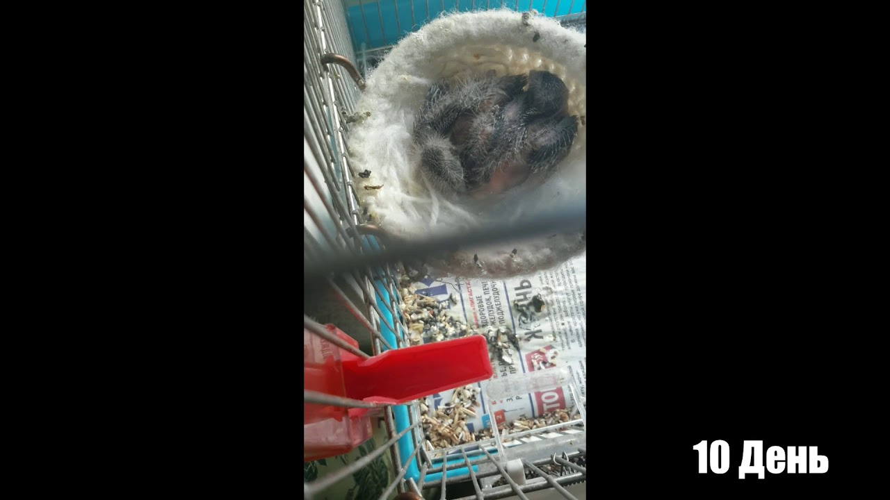 Развитие птенцов канарейки (подневно) Development of canary chicks ( on a day-to-day basis)