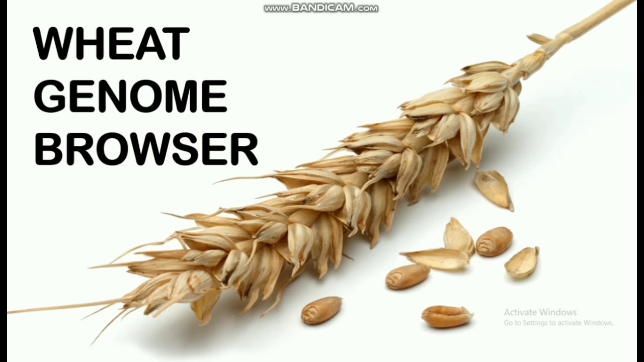 Wheat genome browser tutorial