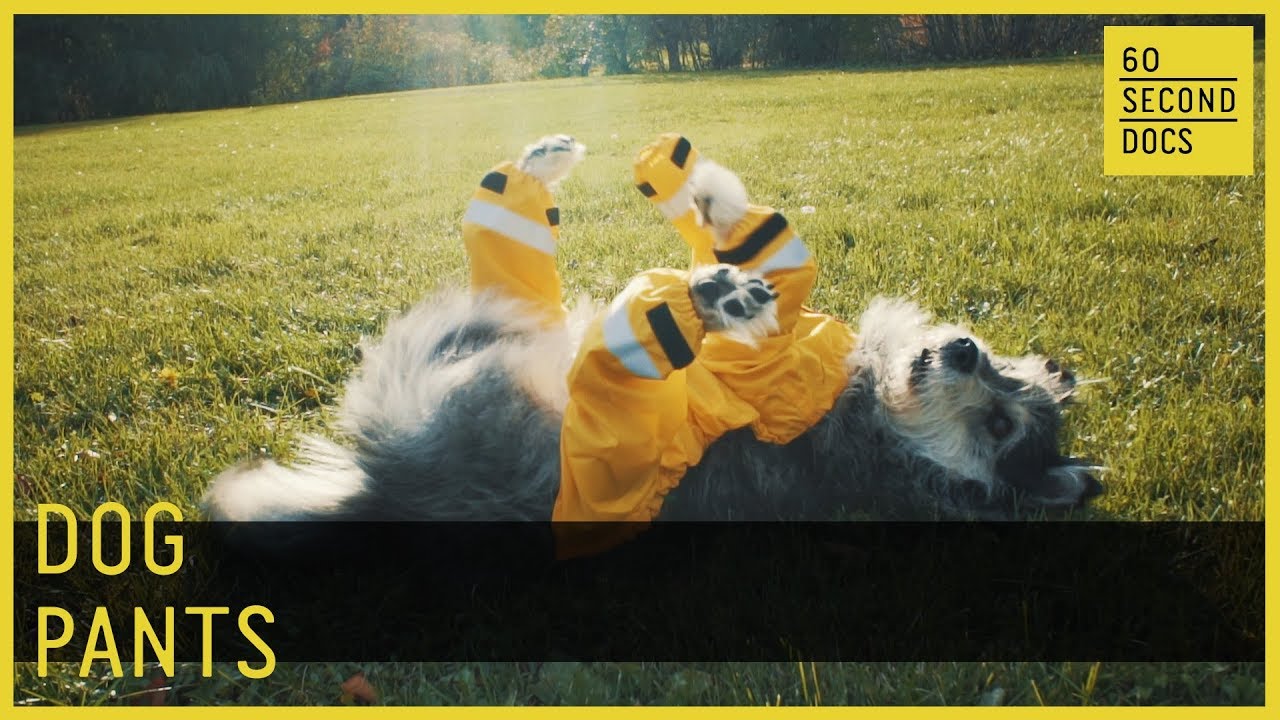 Dog Pants // 60 Second Docs