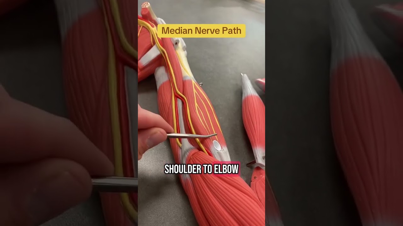Median Nerve Path on the arm model! #anatomy #arm #models #mediannerve #carpaltunnel #anatomyclass