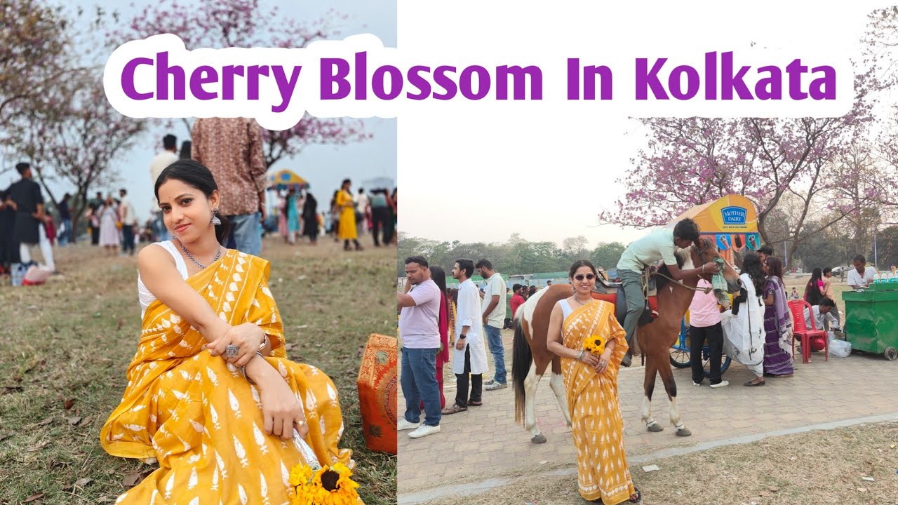 Cherry Blossom In Kolkata Moidan | Viral Place At Moidan | Maidan | Viral Flower Spot In Kolkata |