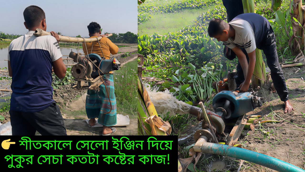 শীতকালে সেলো ইঞ্জিন দিয়ে পুকুর সেচা কতটা কষ্টের কাজ?