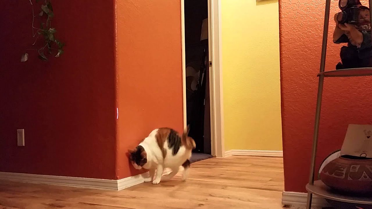 Sissy & the Red Dot