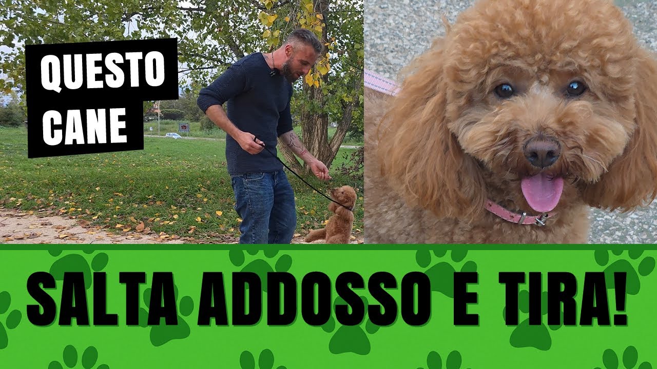 Questo BARBONCINO salta addosso, tira il guinzaglio, impazzisce per strada… 😱 DIMOSTRAZIONE REALE 🎥🔥