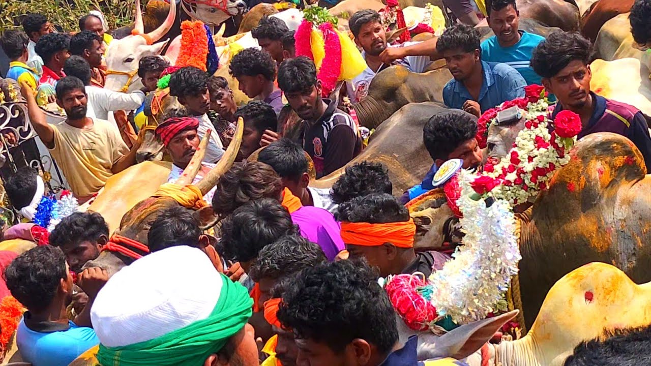 சேர்பாடி எருதுகட்டு 25/2/2026 @Tamizhrock (vellore district)