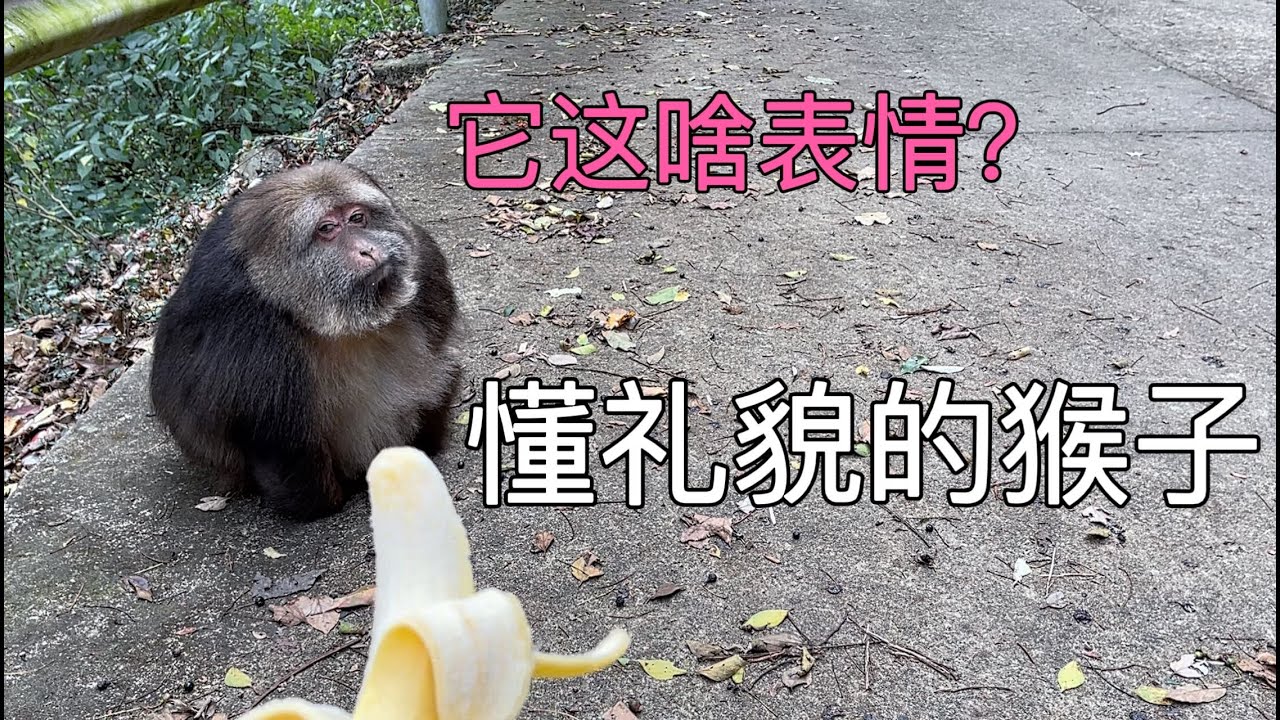 居然有不打砸抢的峨眉山猴子，能听懂人话，懂礼貌会撒娇，不敢相信自己的眼睛