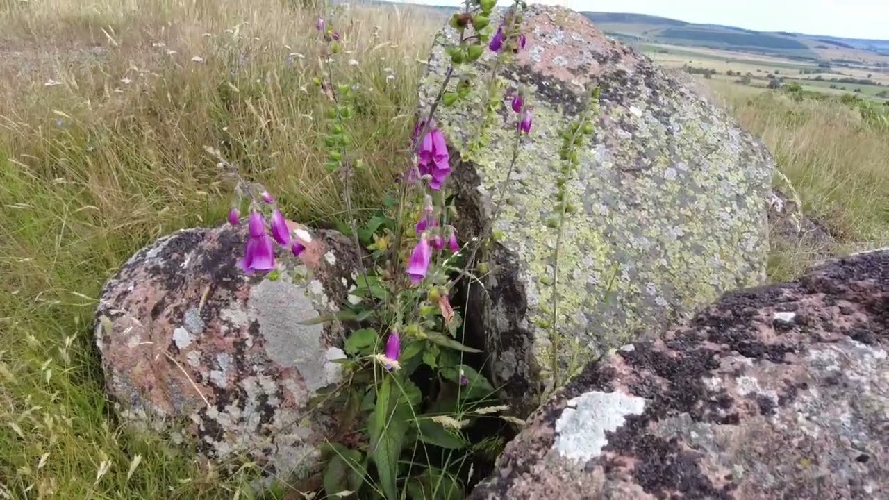 Humbleton Hill