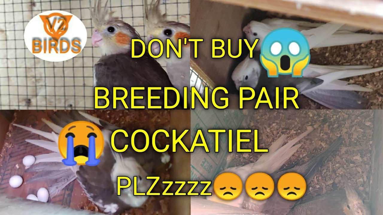 Don't Buy Breeding Pair cockatiel😞 |V2BIRDS|