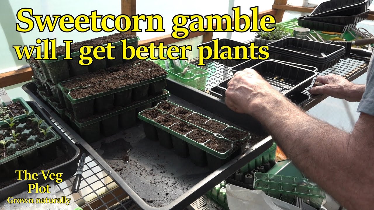 Can my sweetcorn be improved? this trial will show
