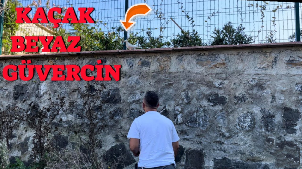 Sokakta Kaçak Beyaz Güvercin ( Amca Kafanın Üstünde Yakala )