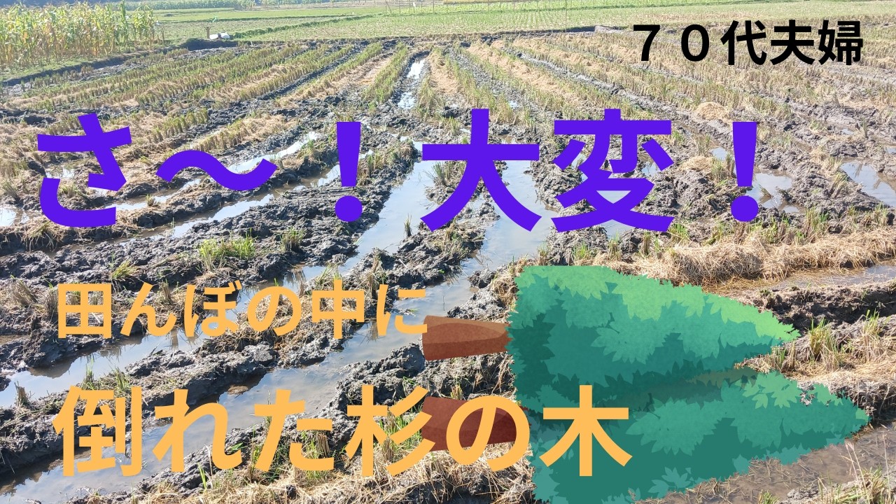 倒れた杉の木