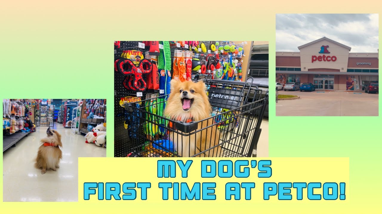My Dog&rsquo;s First Time at Petco | Vlog