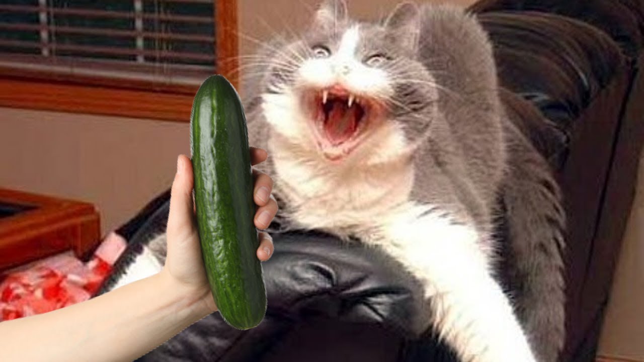 Cats Vs Cucumbers Compilation