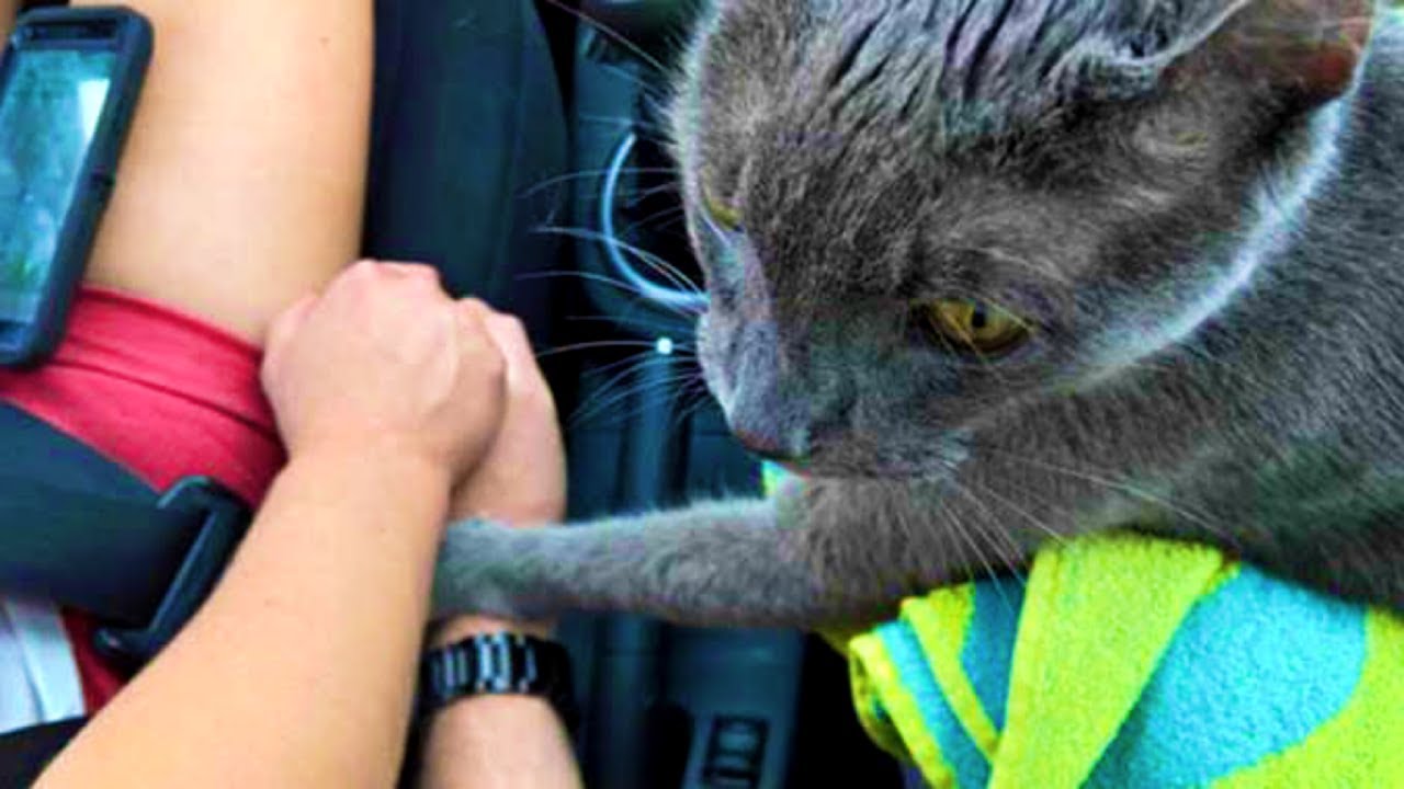 Dying cat holds owner&rsquo;s hand on his last trip to the vet