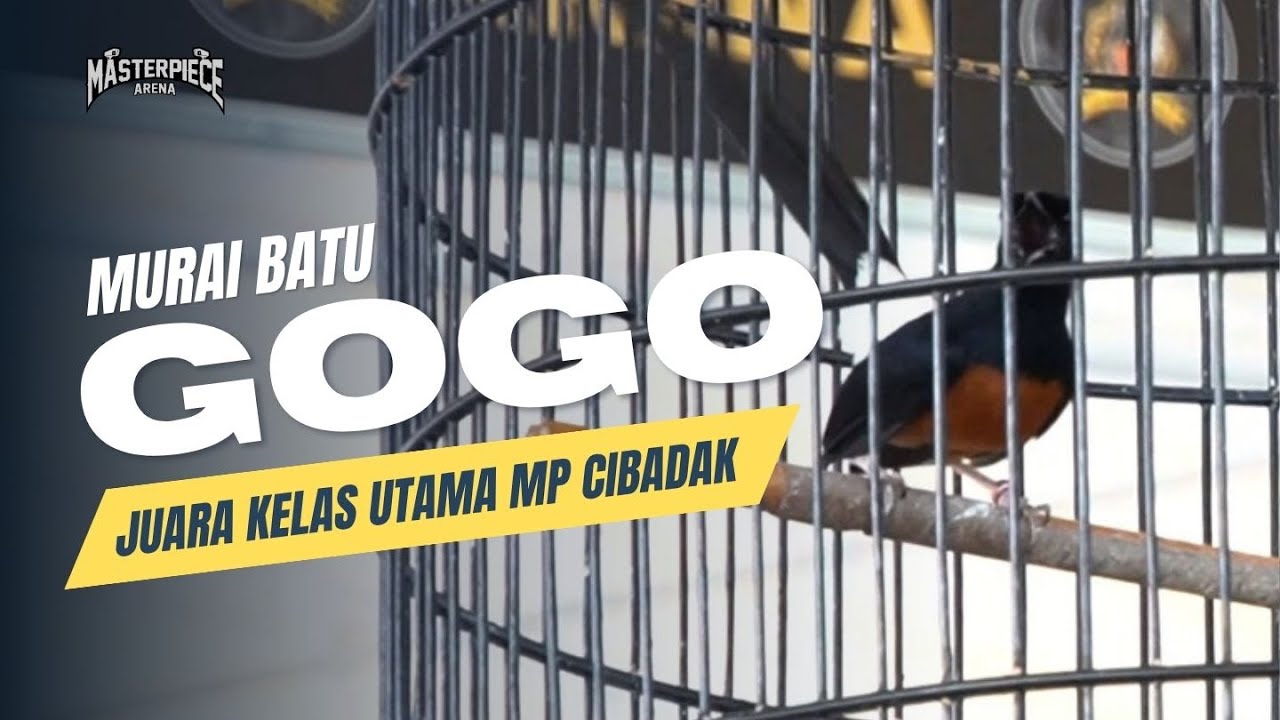 Murai Batu "GOGO" Milik Suroto Laser Depok, Juara Kelas Utama Masterpiece Cibadak
