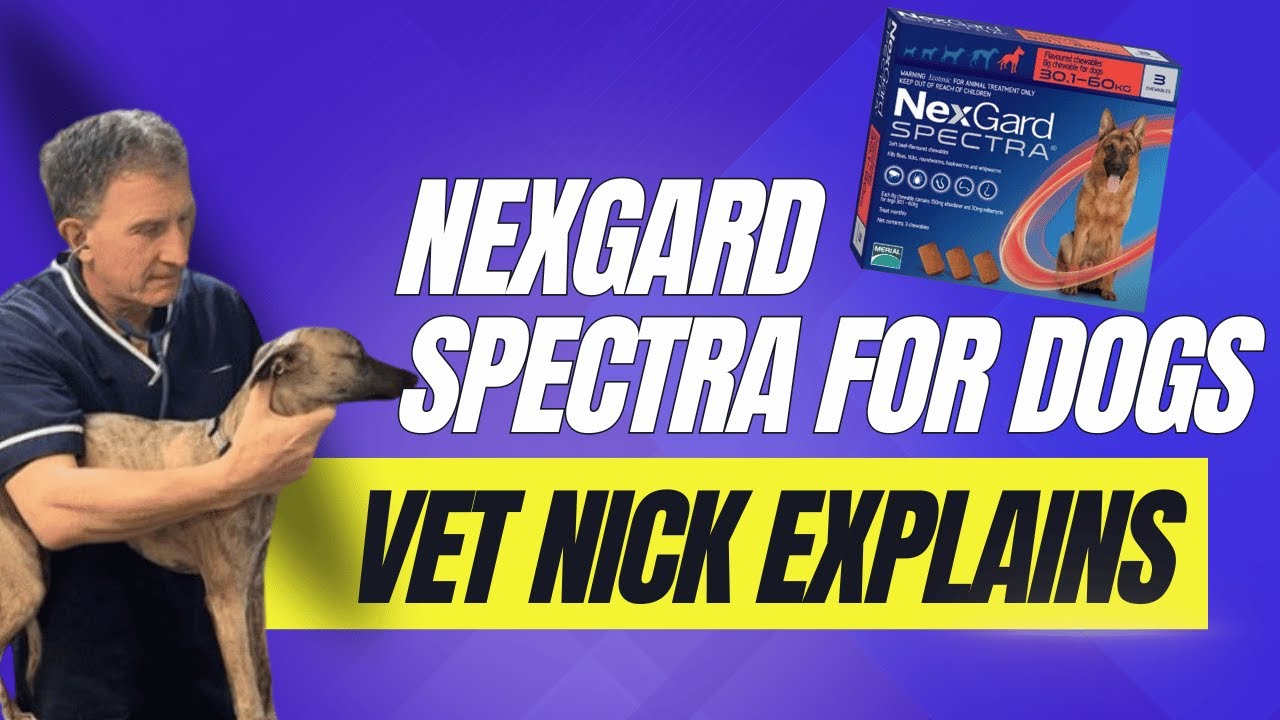 NexGard Spectra - how it works, how to buy affordably online using MyPetsVet