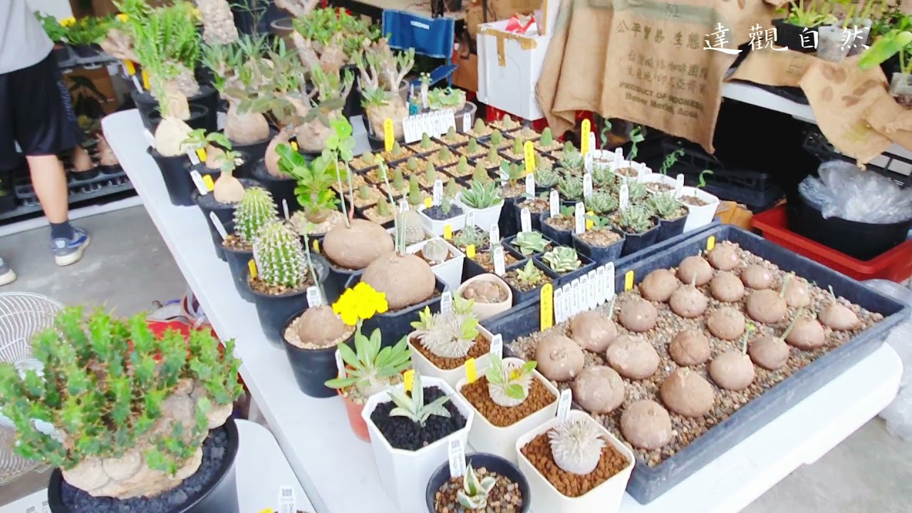 艸植感 植物市集(簡覽篇)2021.10.09,  Tainan Plant market （short video ）2021.10.09