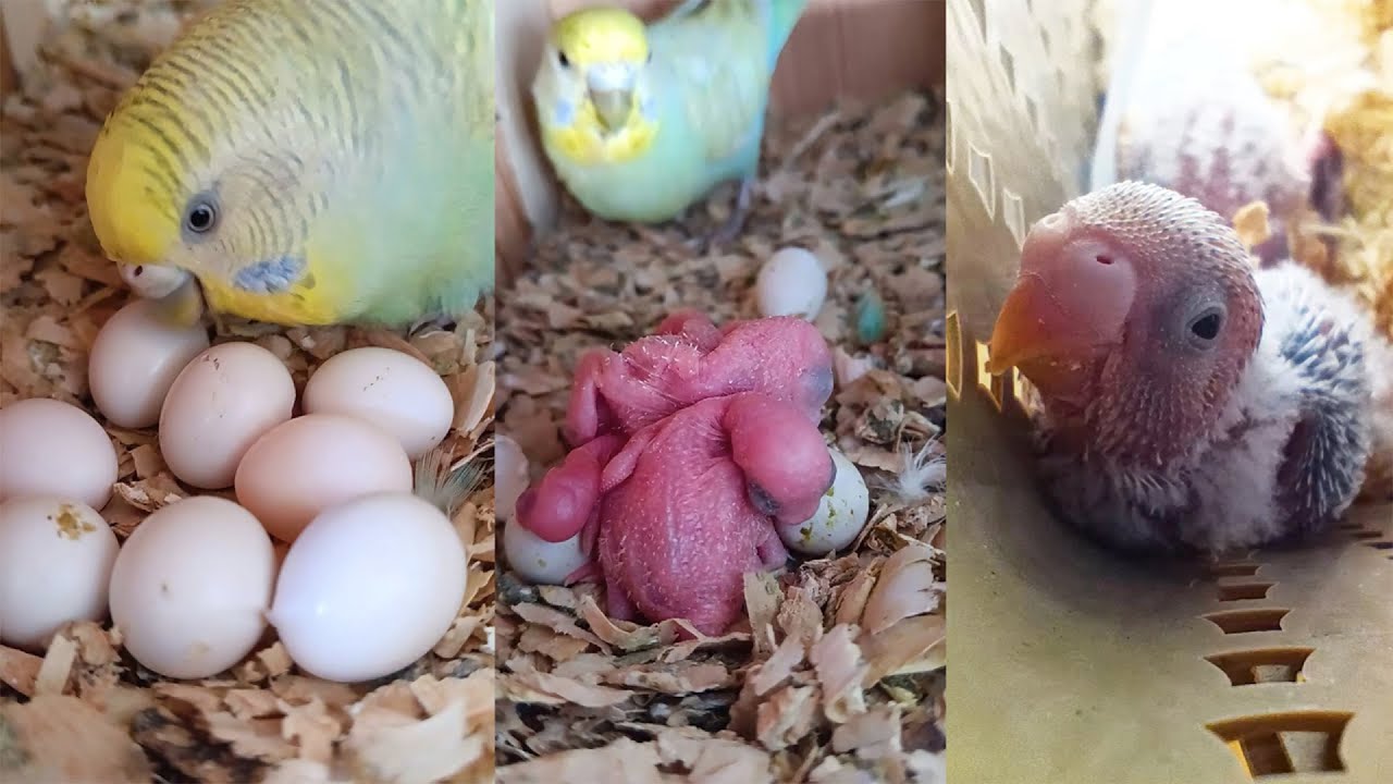 Budgie Growth Stages | Day 136 of Babies Time lapse🐦