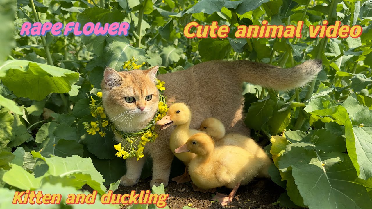 Kittens and ducklings are outdoors looking at flowers and bees.  Cute animal and plant videos.😽🐥