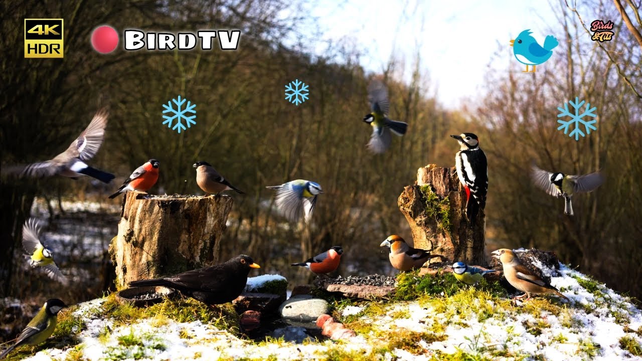 Birds for Cats to watch: Wild Birds That Drive Cats Crazy: 4K Nature Show #birdwatch007 #cattv