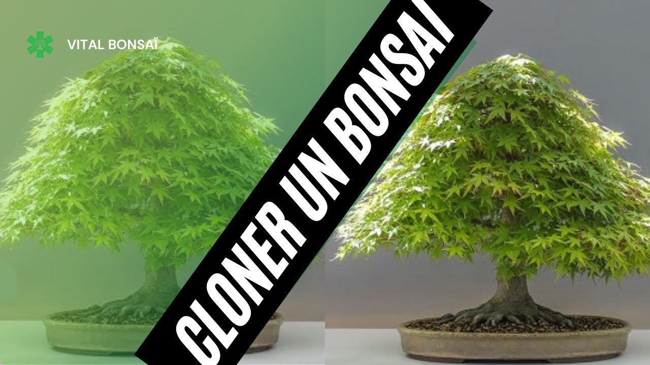 Comment je BOUTURE (mes BONSAÏ)