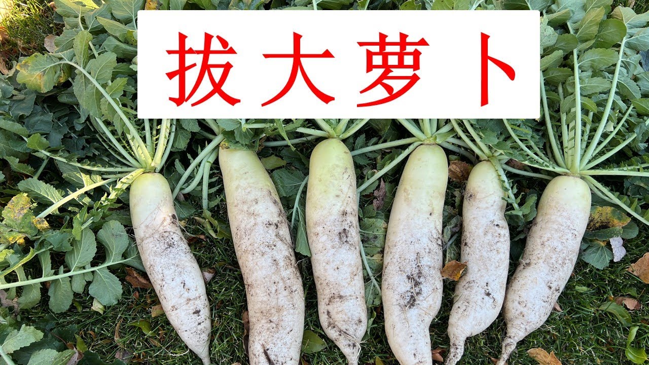 拔大萝卜 + 种大萝卜的6个要点