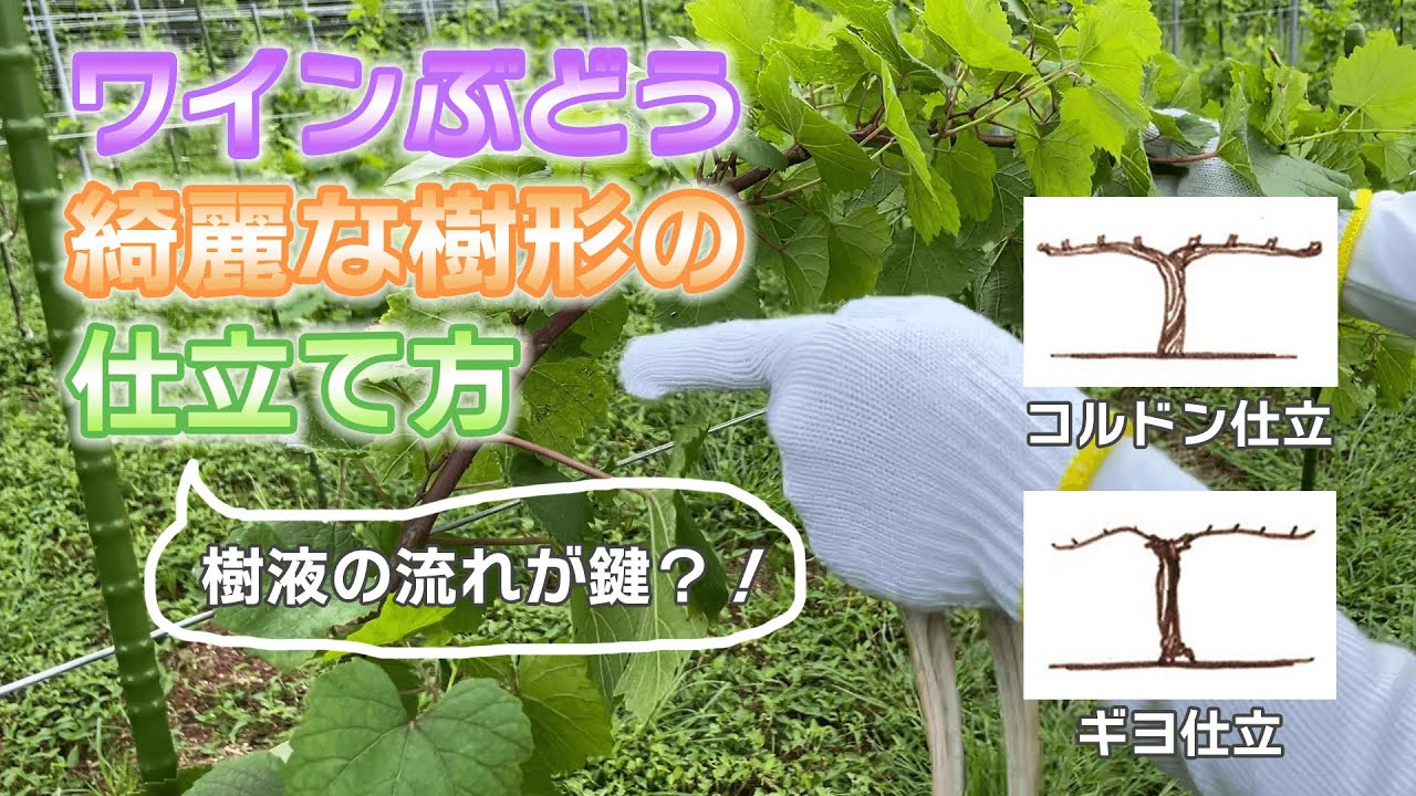 ワインぶどう綺麗な樹形の仕立て方【ゼロからのワイナリー】