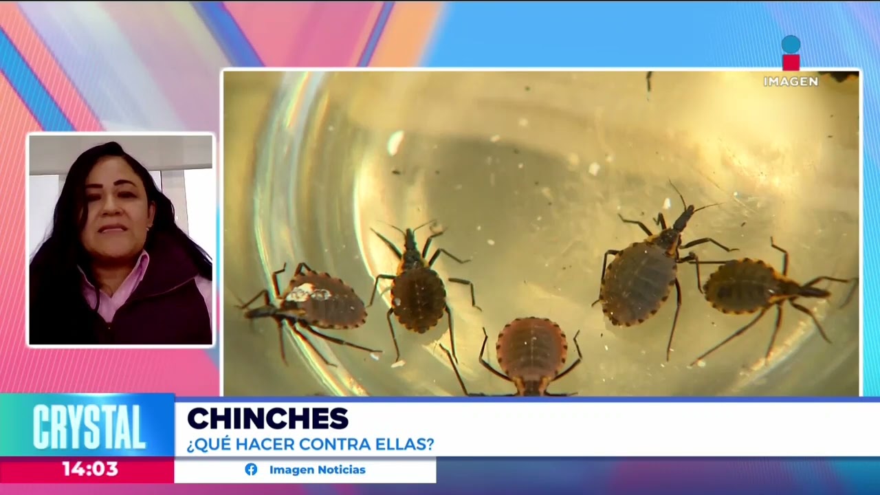 ¿Cómo podemos eliminar una plaga de chinches? | Noticias con Crystal Mendivil
