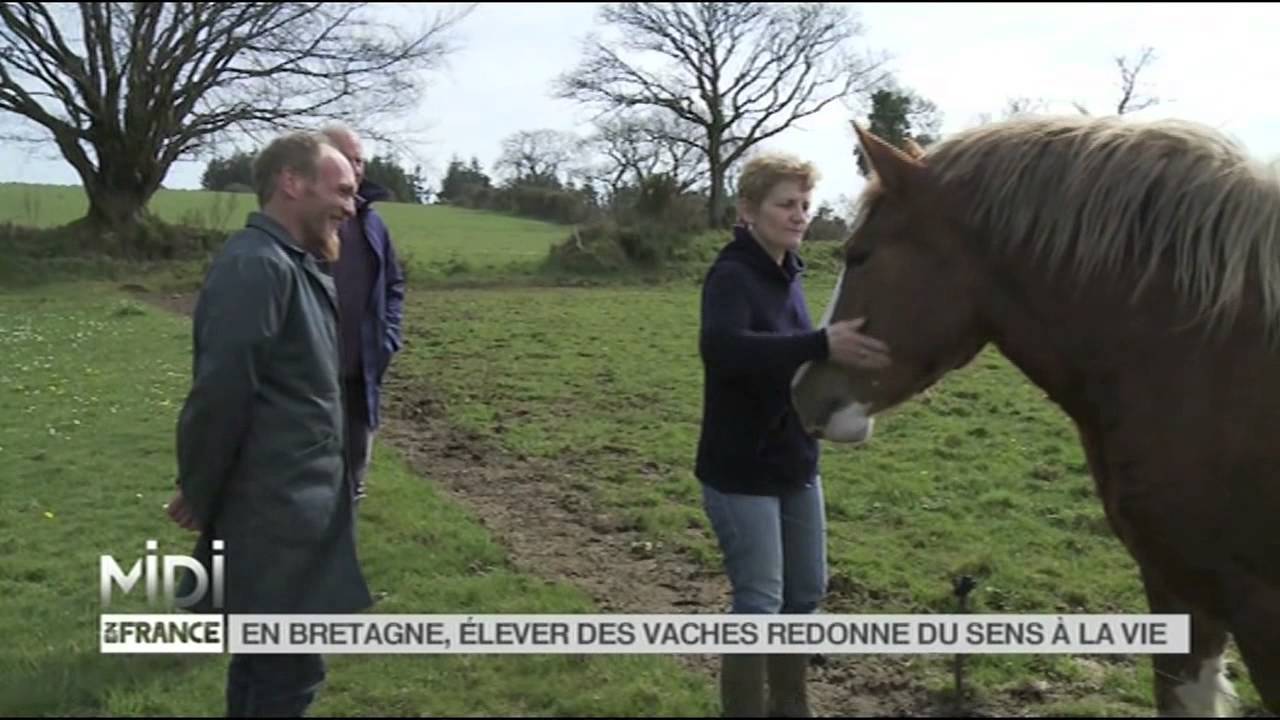 FEUILLETON : En Bretagne, élever des vaches redonne du sens à la vie