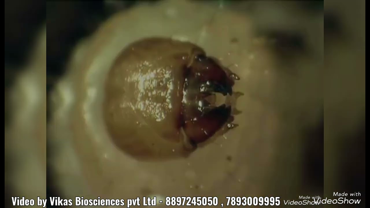 Entomopathogenic nematodes - predators for Grubs & Soil born pests