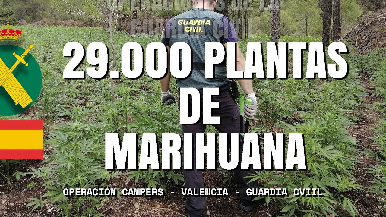 Incautado el mayor número de plantas de marihuana en la provincia de Valencia