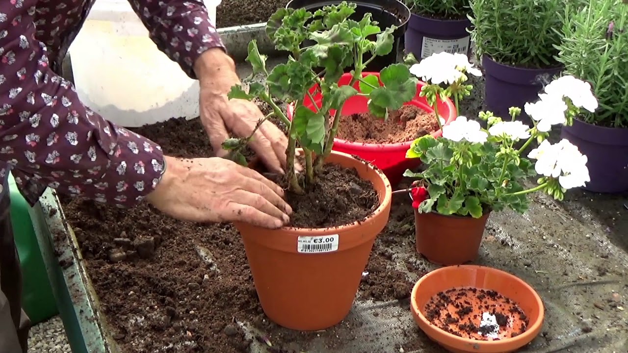 How to make geraniums flower in winter