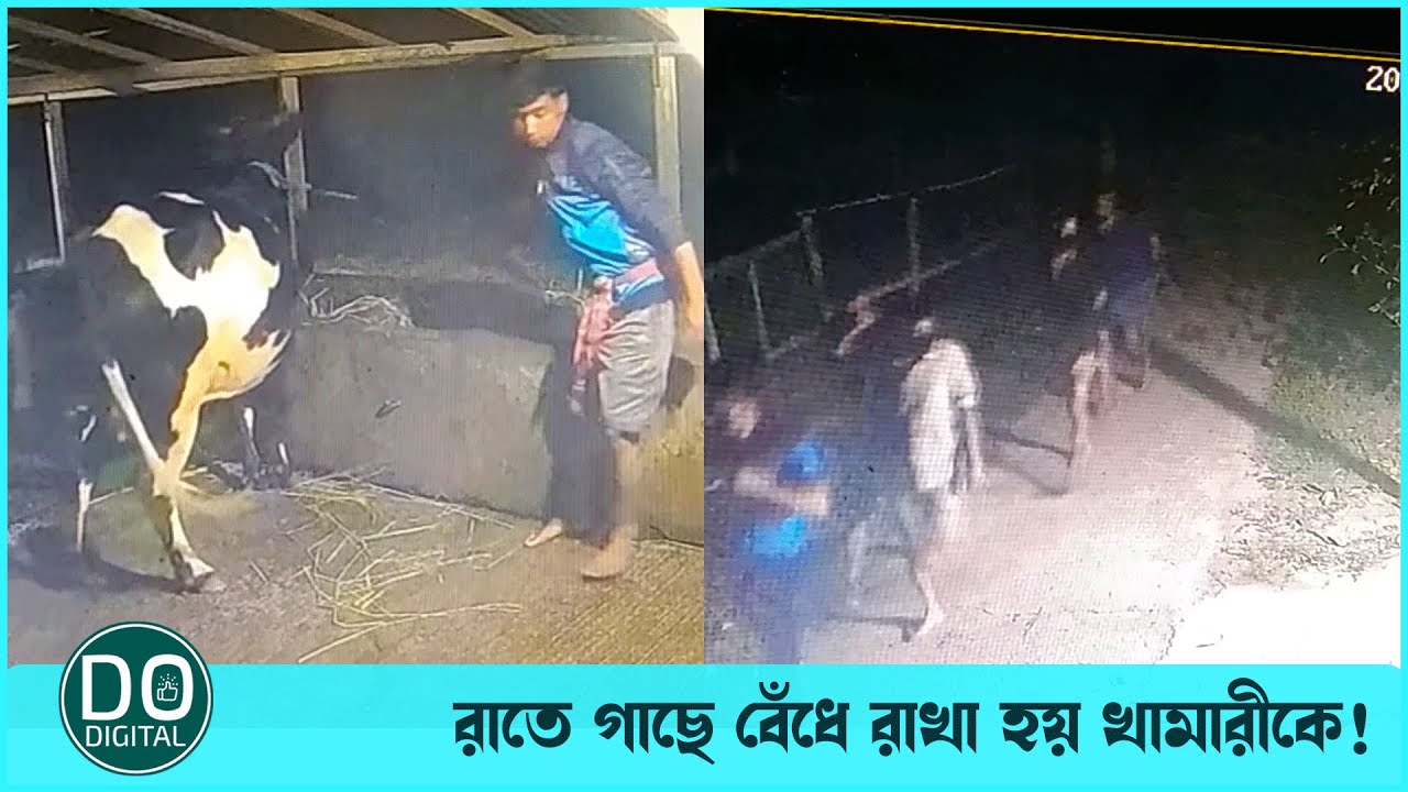 সিসি ফুটেজে ৮ লাখ টাকার গরু গায়েবের চিত্র। Do Digital