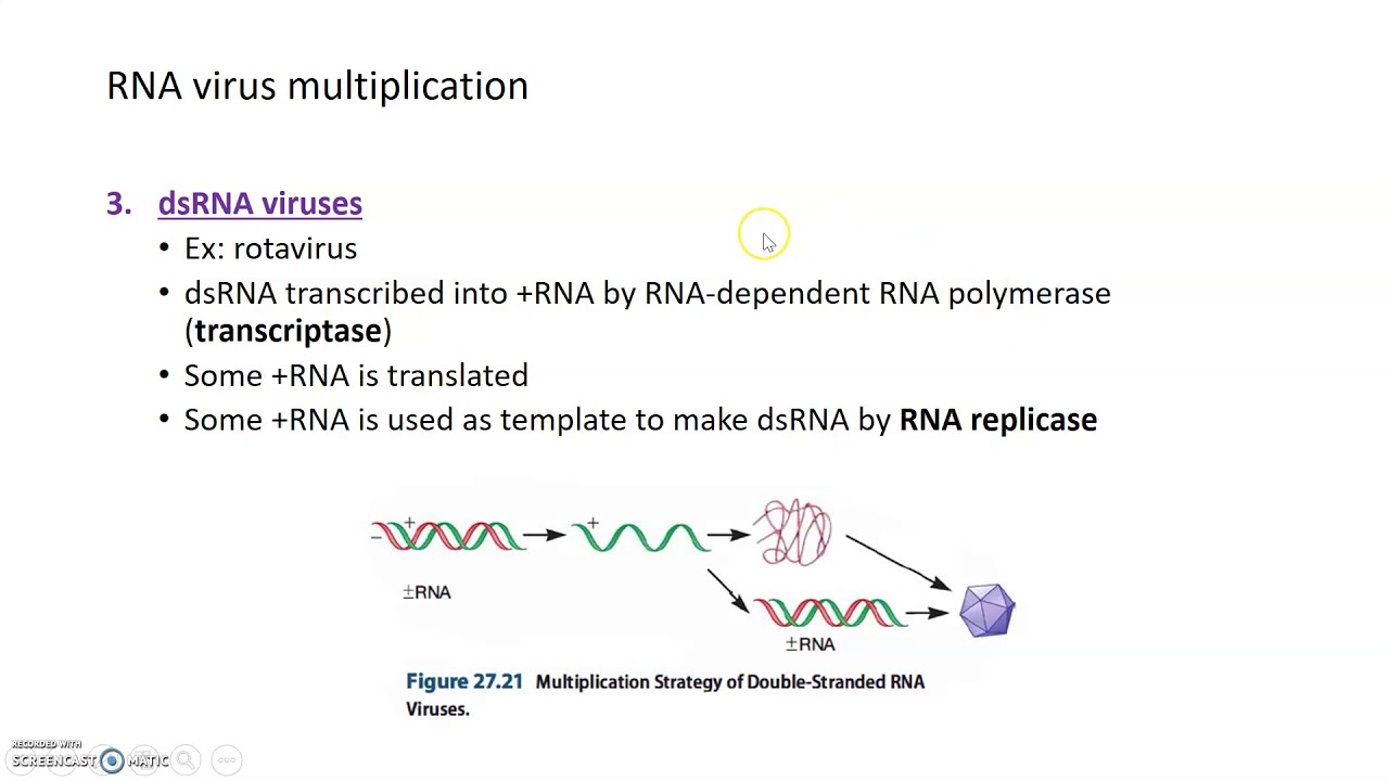 Viruses II - Replication of viral genomes