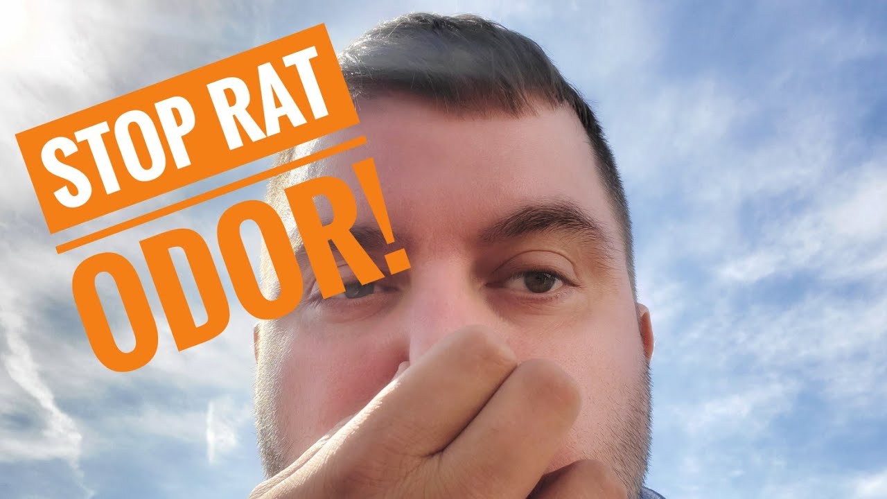 Rat Breeding & Smell Removal