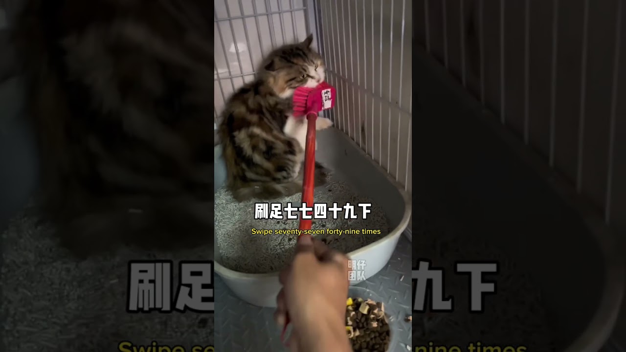 你們要的明仔版基礎訓化凶貓教程，此手法已讓無數只凶的貓咪就範#流浪貓救助 #明仔團隊#如何訓服流浪貓的野性#流浪貓