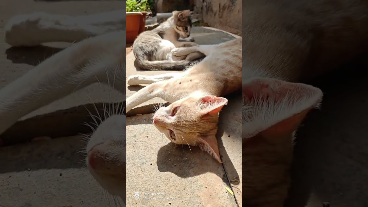Wildcats playing in my garden 🏡 balcony/😺🐈😺🐈😺 wildanimals 🐶😺🫡🤔