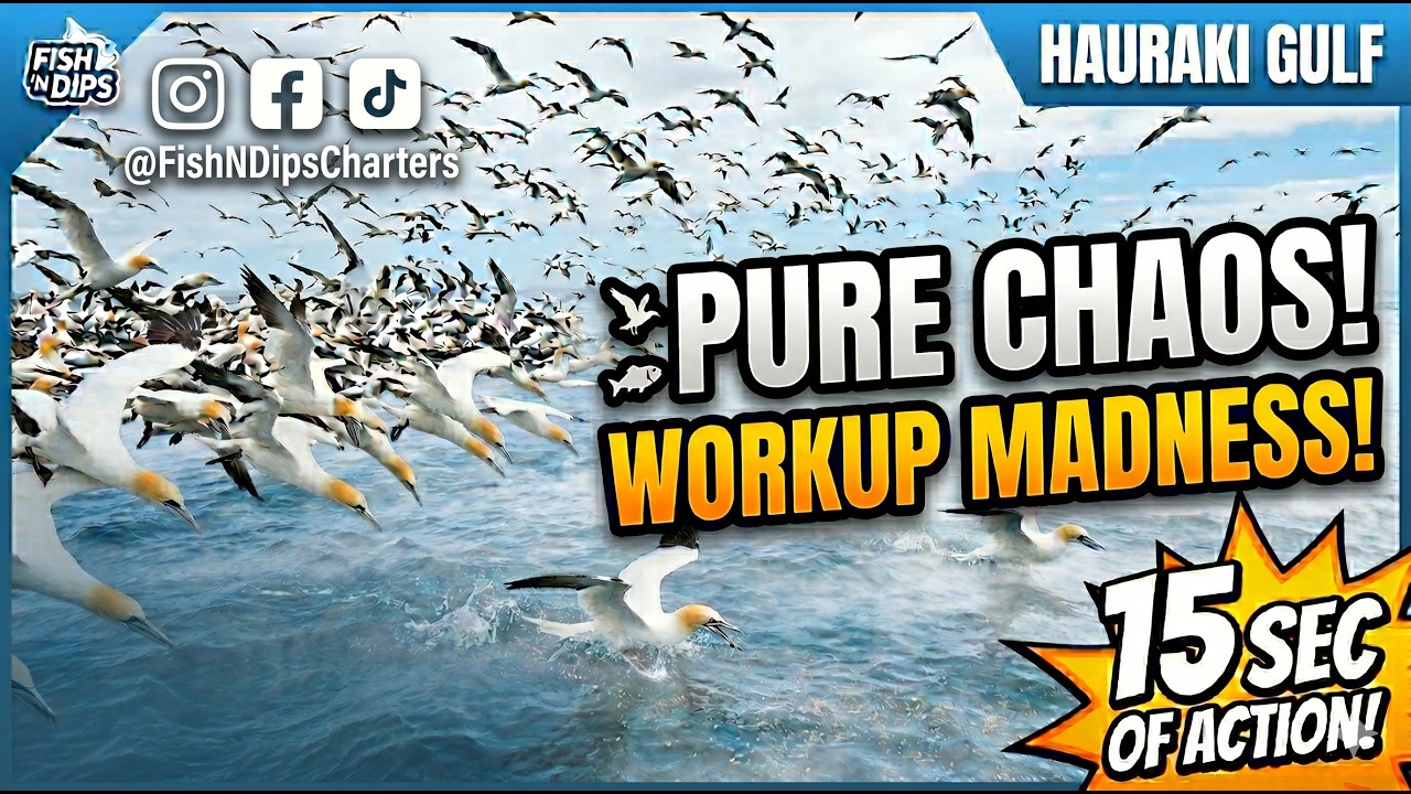 It Went Absolute Chaos! Massive Hauraki Gulf Bird Workup