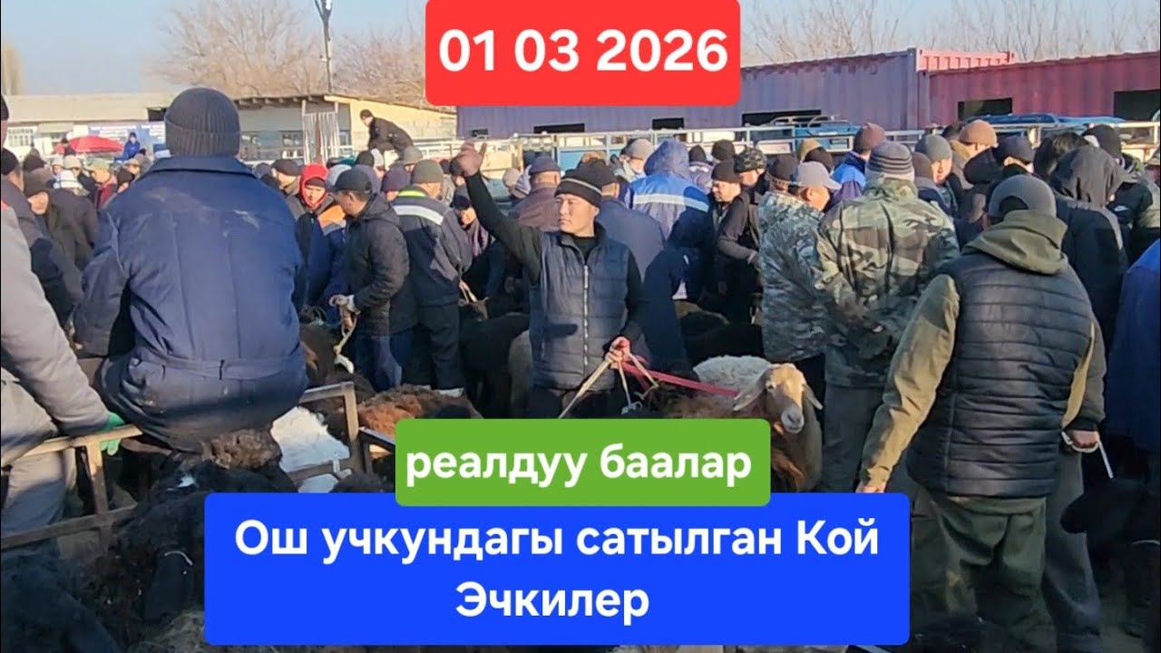 ОШ УЧКУН МАЛ КОЙ БАЗАР 1 Март 2026 жыл Сатылган Кой Эчкилер #базар #видео #рекомендации 
