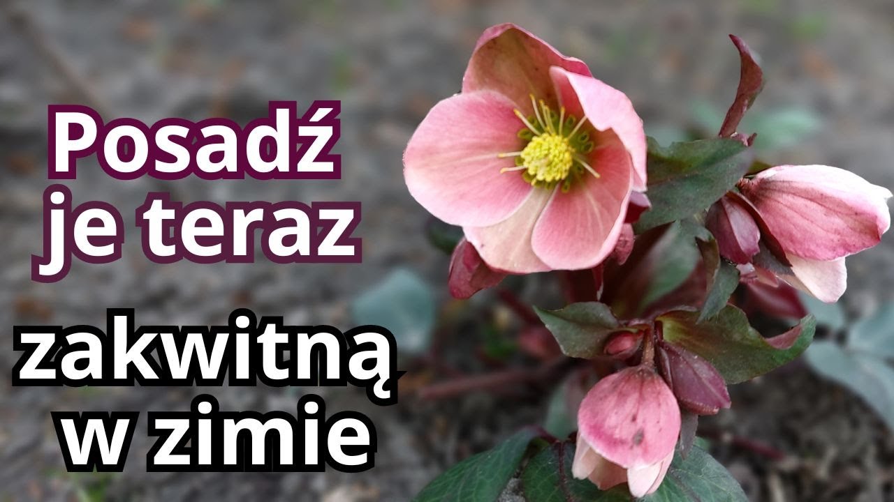Узнайте, как сажать морозники и ухаживать за ними. Знаете ли вы о новых сортах морозников?