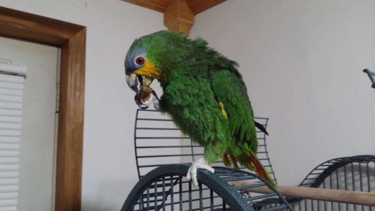 Gabby orange winged  Amazon Parrot eating a peanut
