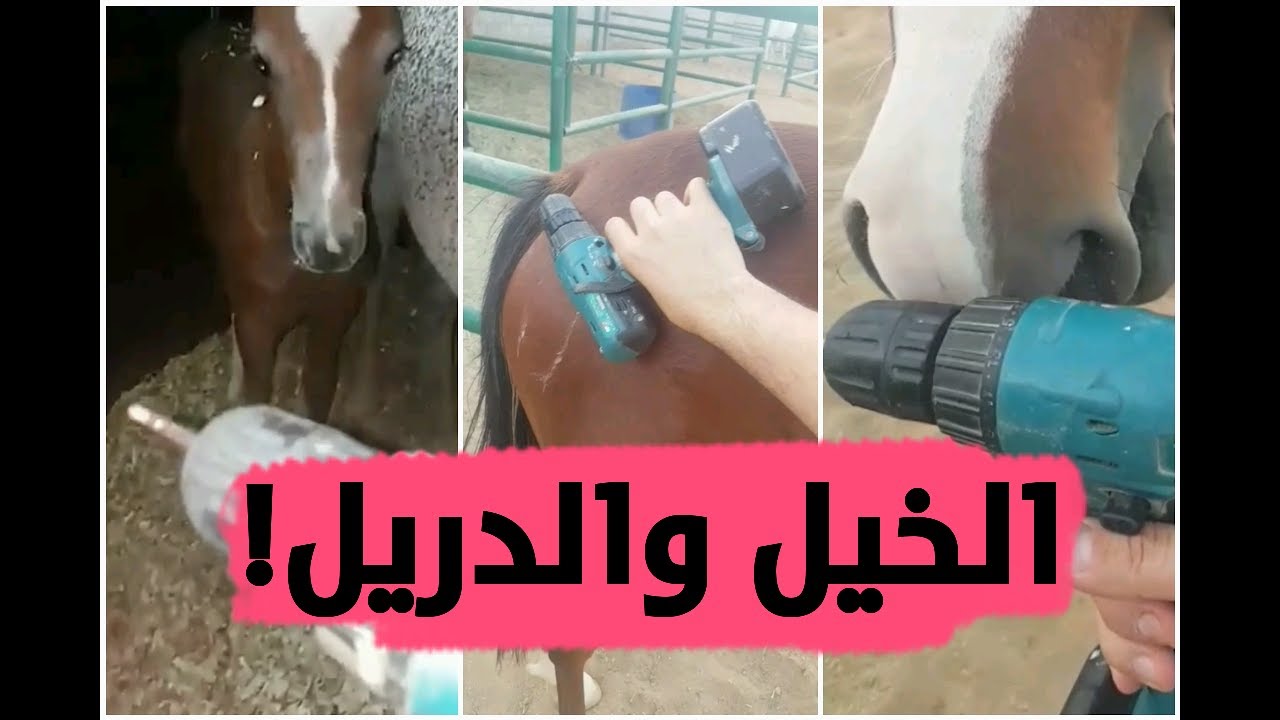 الخيل والدريل والأشياء الغريبة !!