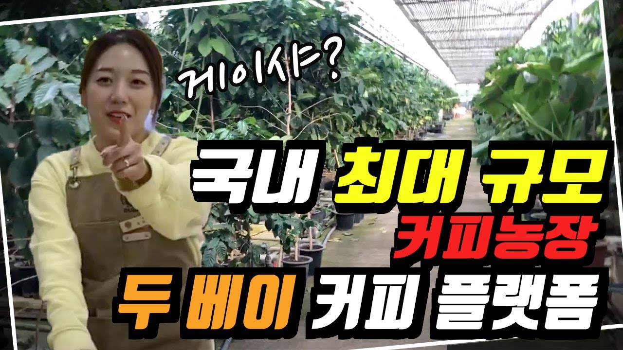 국내 최대 커피 농장 ~ 두베이 커피 플랫폼