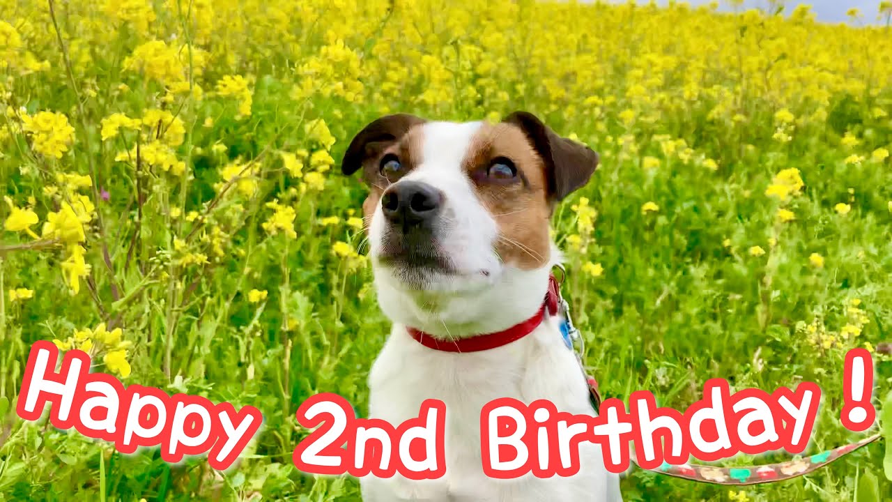 【祝２歳】菜の花畑で誕生日おめでとう！　【Happy 2nd Birthday in field of canola flower】