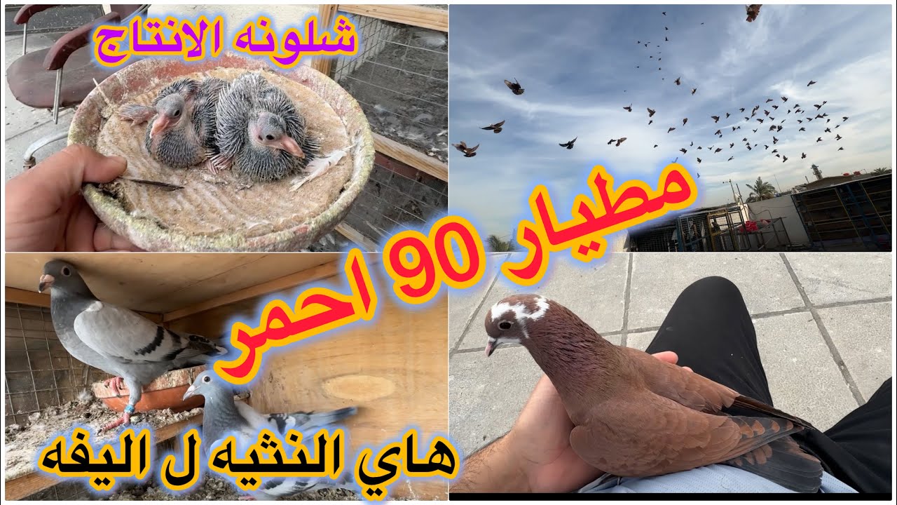 صيد اليوم 90 فحل 😭😭😭