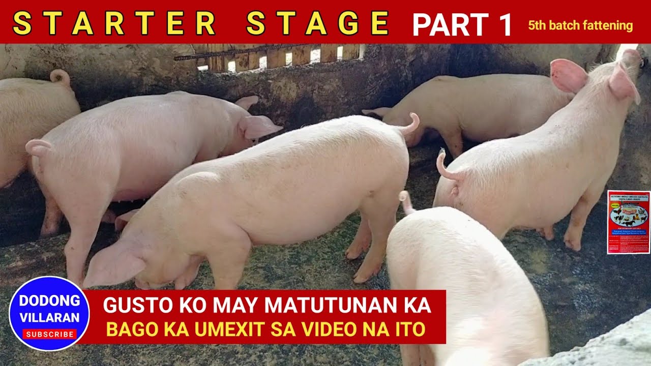 Starter stage l Part 1 l Gusto ko may matutunan ka bago ka umexit sa video na ito l Vlog 235