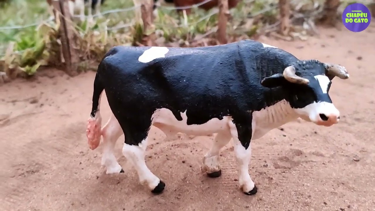 COLOCAMOS O TOURO EM CRIA COM AS VACAS #chapeudogato