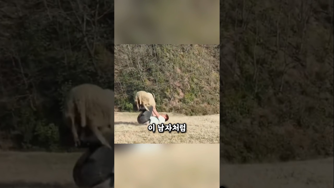 귀엽게 봤다가 큰일 납니다! 염소의 박치기 본능