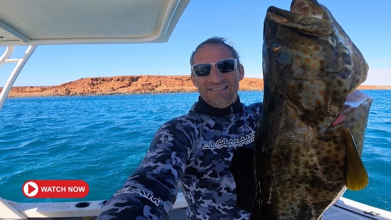 Catching Giant Grouper. | Spearfishing Western Australia