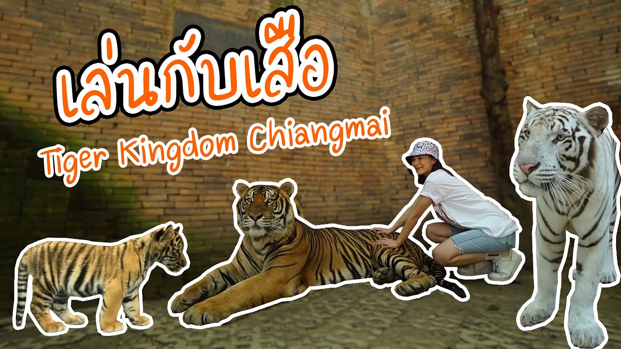 เล่นกับเสือ Tiger Kingdom Chiangmai l OA 5 ม.ค. 2563